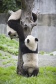 Giant Panda, Chengdu Panda breeding and research center, Chengdu, China - OTHK