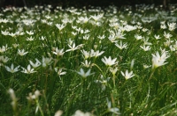 Field of daisies - Yukmin