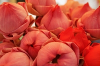Close-up of lotus flowers - Yukmin