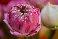 Close-up of lotus flower - Yukmin