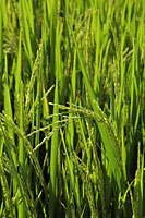 Close up of rice in a rice paddy - Alex Mares-Manton