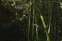 Bamboo forest, Beijing, China - Alex Mares-Manton