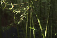 Bamboo forest with focus in foreground - Alex Mares-Manton