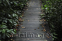 Wooden path through trees - Alex Mares-Manton