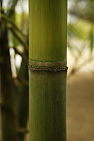 green bamboo shoot closeup - Asia Images Group