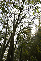 bamboo tree with stalks with sunlight bursting through - Asia Images Group