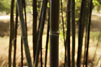 bamboo shoot in foreground focused and multiple others in background - Asia Images Group