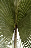 palm tree leaf outspread - Asia Images Group
