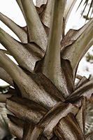 palm tree trunk closeup - Asia Images Group