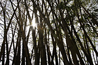 bamboo tree with stalks and sunlight bursting through - Asia Images Group