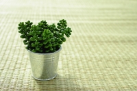 Artificial plant in a pot - Asia Images Group