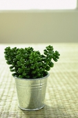 Fake plant in a pot - Asia Images Group
