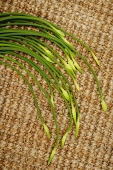 Bunch of Garlic chives, still life - Asia Images Group