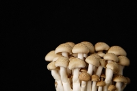 Dried mushrooms against black background, still life - Asia Images Group
