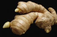 Ginger root, still life - Asia Images Group