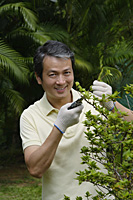 Mature man in garden, pruning plant - Asia Images Group
