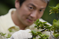Mature man using pruning shears to trim plant, focus on the foreground - Asia Images Group
