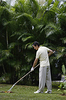 Man in garden, raking leaves - Asia Images Group