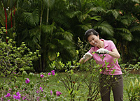 Woman tending to her garden - Asia Images Group
