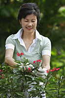 A woman pruning flowers in the garden - Asia Images Group
