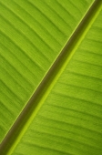 Close up, banana leaf - Asia Images Group
