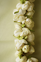 jasmine flower garland closeup - Asia Images Group