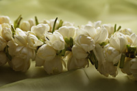 jasmine flower garland closeup - Asia Images Group