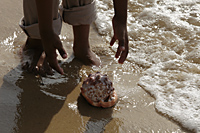 Cropped shot of boy picking up sea shell on the sand - Asia Images Group