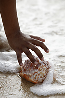 close up of hand picking up sea shell on the sand - Asia Images Group