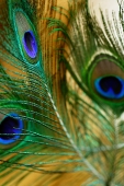 Close-up of peacock feathers - Asia Images Group