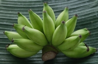 Still life of bananas - Asia Images Group