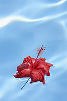 Red hibiscus flower floating in pool - Alex Mares-Manton