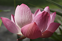 pink lotus flower - Alex Mares-Manton