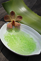 Aloe vera plant and gel - Nugene Chiang