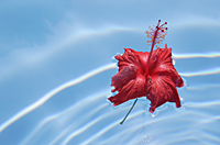 Red hibiscus flower floating in pool - Alex Mares-Manton