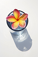 Frangipani flower floating in glass of water - Alex Mares-Manton