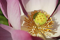 center of pink lotus flower - Alex Mares-Manton