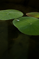 Lily pads with water droplet - Nugene Chiang