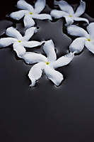 White frangipani flowers floating in black bowl - Nugene Chiang