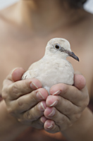 dove in cupped hands - Alex Mares-Manton