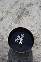 Frangipani flowers floating in black bowl - Nugene Chiang