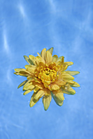 yellow flower floating in pool - Alex Mares-Manton