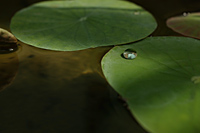 Lily pads with water droplet - Nugene Chiang