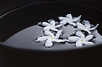White frangipani flowers floating in black bowl - Nugene Chiang