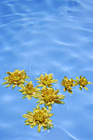 yellow flowers floating in pool - Alex Mares-Manton