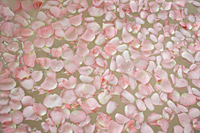 pink petals floating on water - Alex Mares-Manton
