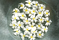 Frangipani flowers floating in bowl of water - Alex Mares-Manton