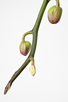 Still life of branch of phalaenopsis orchid buds - Nugene Chiang