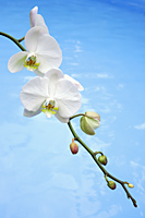 Branch of phalaenopsis orchids - Nugene Chiang