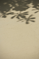Reflection of plants on sand - Alex Mares-Manton